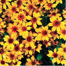 Кореопсис Пампкин Пай