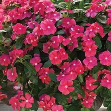 Катарантус ампельный Кора Каскад Черри