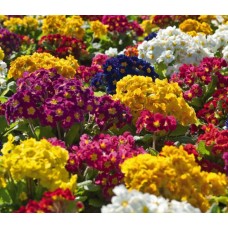 Примула высокая Крещендо Формула микс