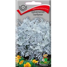 Цинерария Серебряная