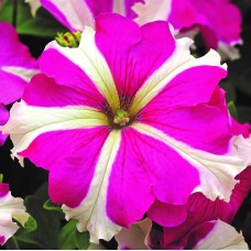 Петуния грандифлора Тритуния Роуз Стар