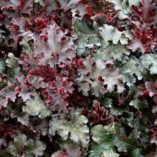 Гейхера Мелтинг Файр