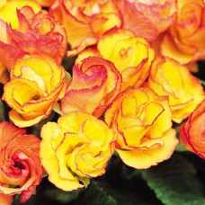 Примула махровая Примлет Санрайз