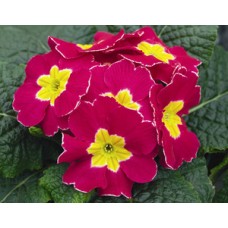 Примула Орион Черри