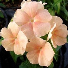 Флокс друммонда Промис Салмон