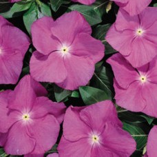 Катарантус Хитвэйв Орхид