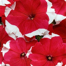 Петуния грандифлора Лимбо Джи Пи	Роуз Пикоти