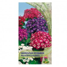 Цинерария кровавая Высокорослая смесь