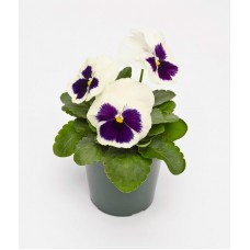 Виола крупноцветковая Инспайер Плюс Вайт Блотч