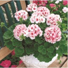 Пеларгония зональная Маверик Стар