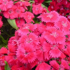 Гвоздика Чиба Роуз