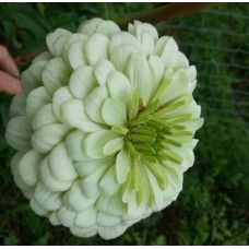 Цинния Гиганты Бенари Вайт