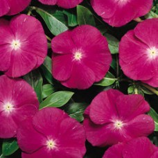 Катарантус Хитвэйв Распберри