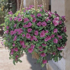 Катарантус ампельный Медитерранеан Лилак