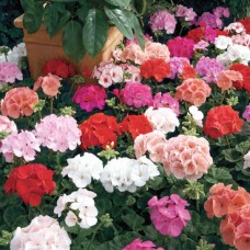 Пеларгония зональная Маверик Микс