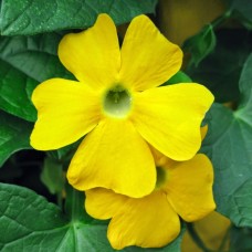 Тунбергия Сьюзи Еллоу Виз Блэк Ай