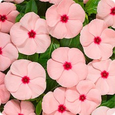 Катарантус Хитвэйв Пич