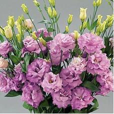 Эустома Супер Мэджик Лилак