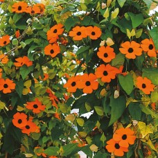 Тунбергия Сьюзи Оранж Виз Блэк Ай