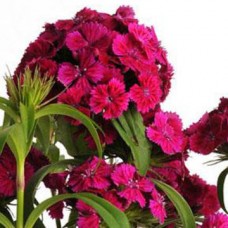 Гвоздика турецкая Дэш Виолет