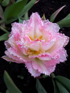 Тюльпан бахромчатый Кул Кристал Тюльпан бахромчатый Кул Кристал