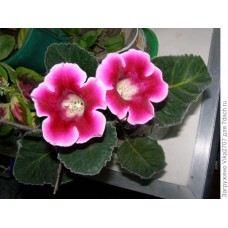 Глоксиния Импресс Пинк Биколор Глоксиния Импресс Пинк Биколор