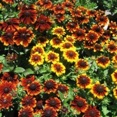 Рудбекия хирта Тото Микс