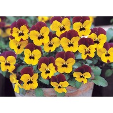 Фиалка рогатая Флорал Пауэр Еллоу Блотч Ред Винг
