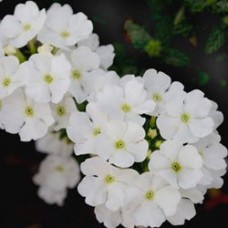 Вербена ампельная Обсешн Каскад Вайт