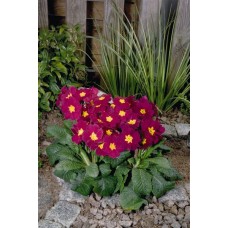 Примула высокая Крещендо Вайн