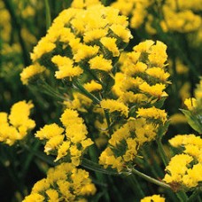 Статица КИС Еллоу Статица КИС Еллоу