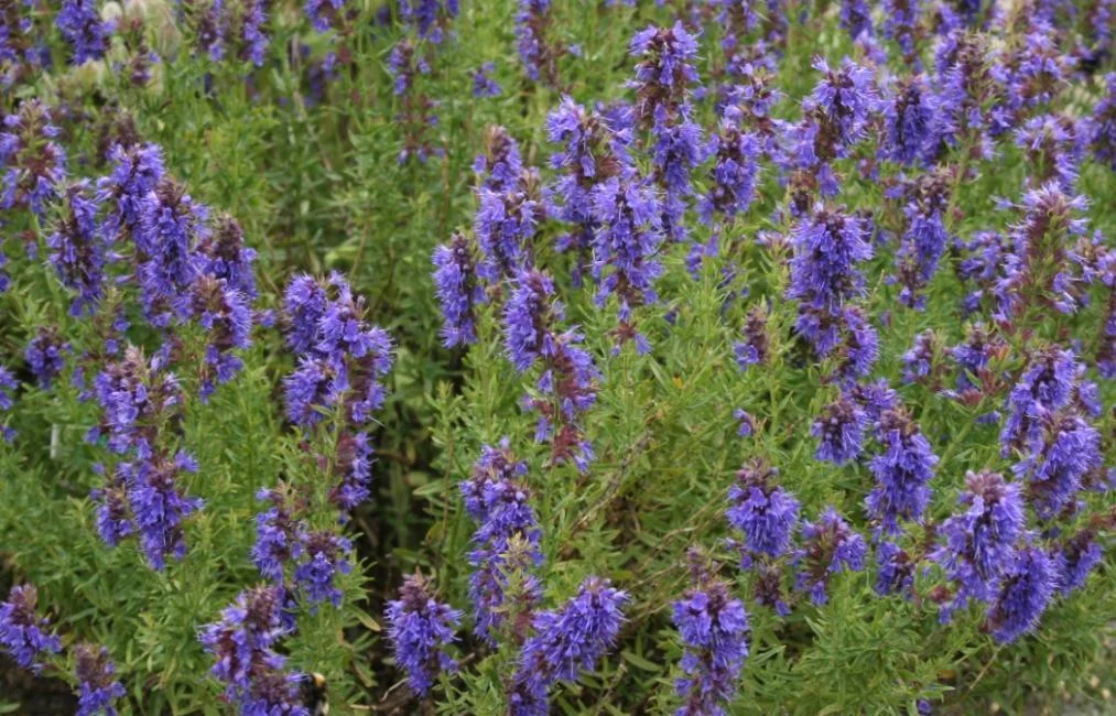 Иссоп (Пчелиная трава) обыкновенный Аметист Иссоп (Пчелиная трава) обыкновенный Аметист