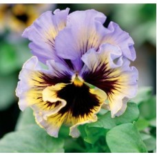 Виола Фризл Сизл Еллоу Блю