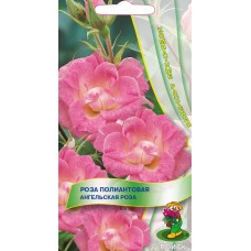Роза полиантовая Ангельская роза