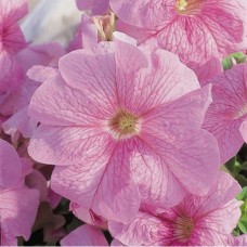 Петуния грандифлора Дримс Пинк Вейн