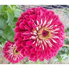 Цинния Гиганты Бенари Парпл