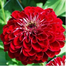 Цинния Гиганты Бенари Дип Ред