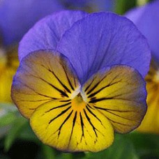 Фиалка рогатая Сорбет ИксПи Морфо