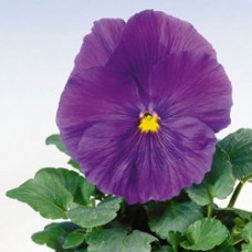 Виола крупноцветковая Селло Пьюр Мид Блю