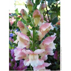 Львиный зев Снэпшот Эппелблоссом