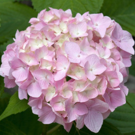 Гортензия крупнолистовая Шарона