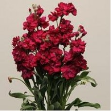 Маттиола Кац Кримсон