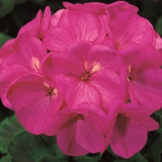 Пеларгония зональная Маверик Виолет