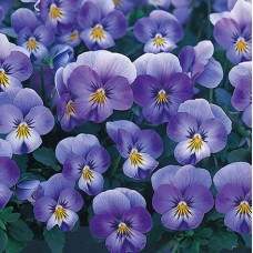 Фиалка рогатая Флорал Пауэр Скай Блю Блотч