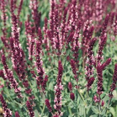 Шалфей пышный Роуз Квин