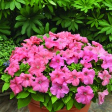 Петуния грандифлора Дувет Салмон