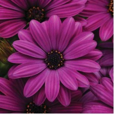 Остеоспермум Акилла Парпл Остеоспермум Акилла Парпл