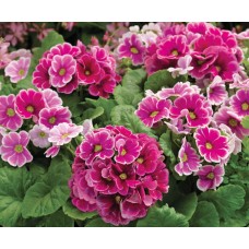 Примула махровая Розелла Пинк Роуз Шейдес