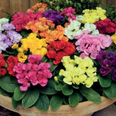 Примула махровая Примлет Микс