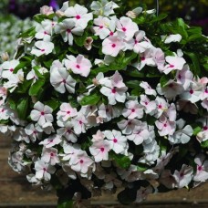 Катарантус ампельный Кора Каскад Пич Блаш